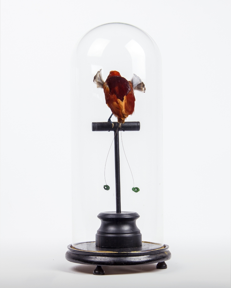 A Taxidermy King Bird of Paradise in a Glass Dome