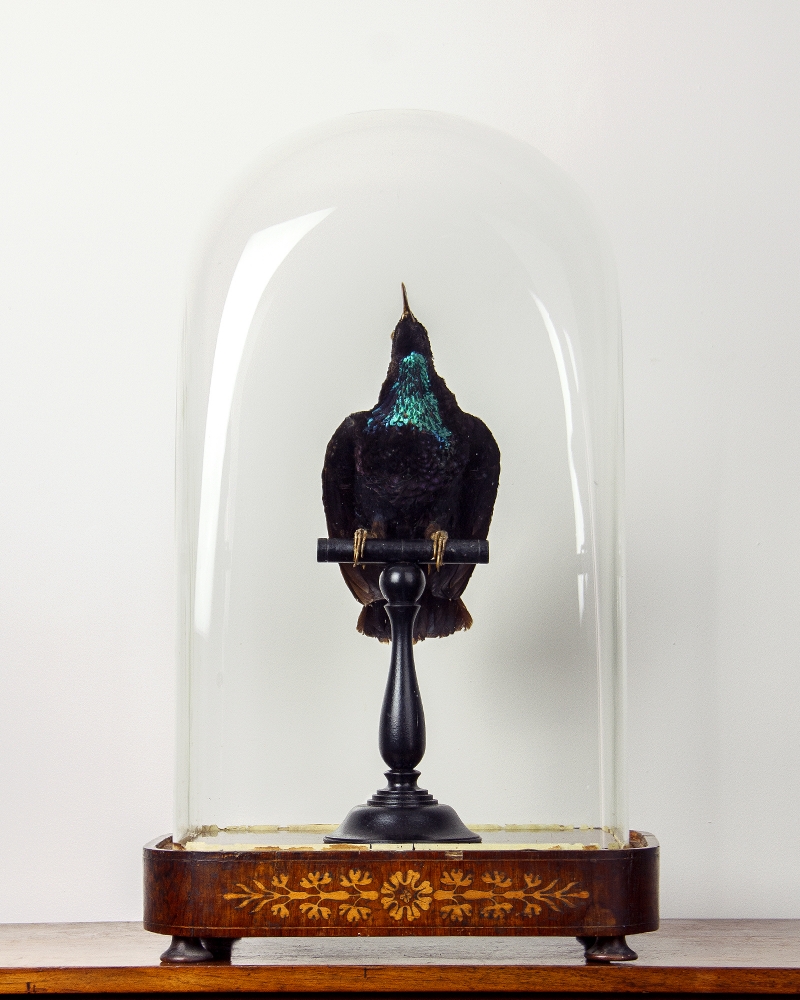 Taxidermy. A Paradise Riflebird
