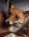 Taxidermy Red Fox with Barn owl prey