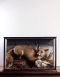 Taxidermy Red Fox with Barn owl prey
