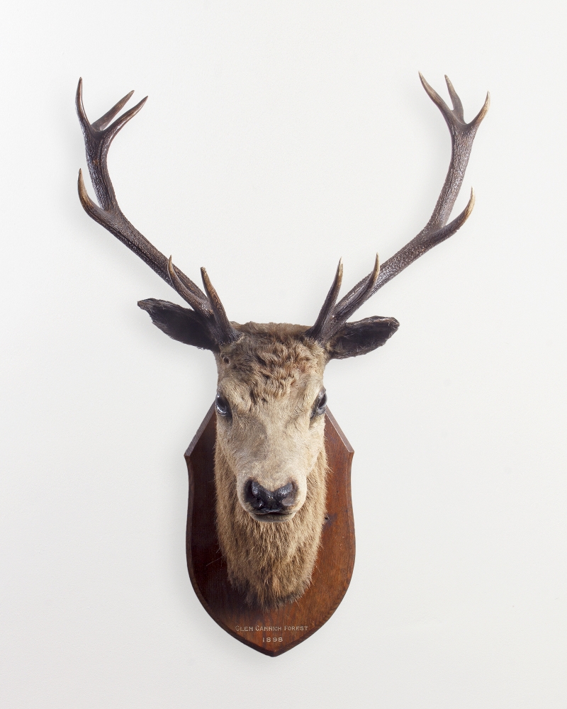 Taxidermy Stags Head