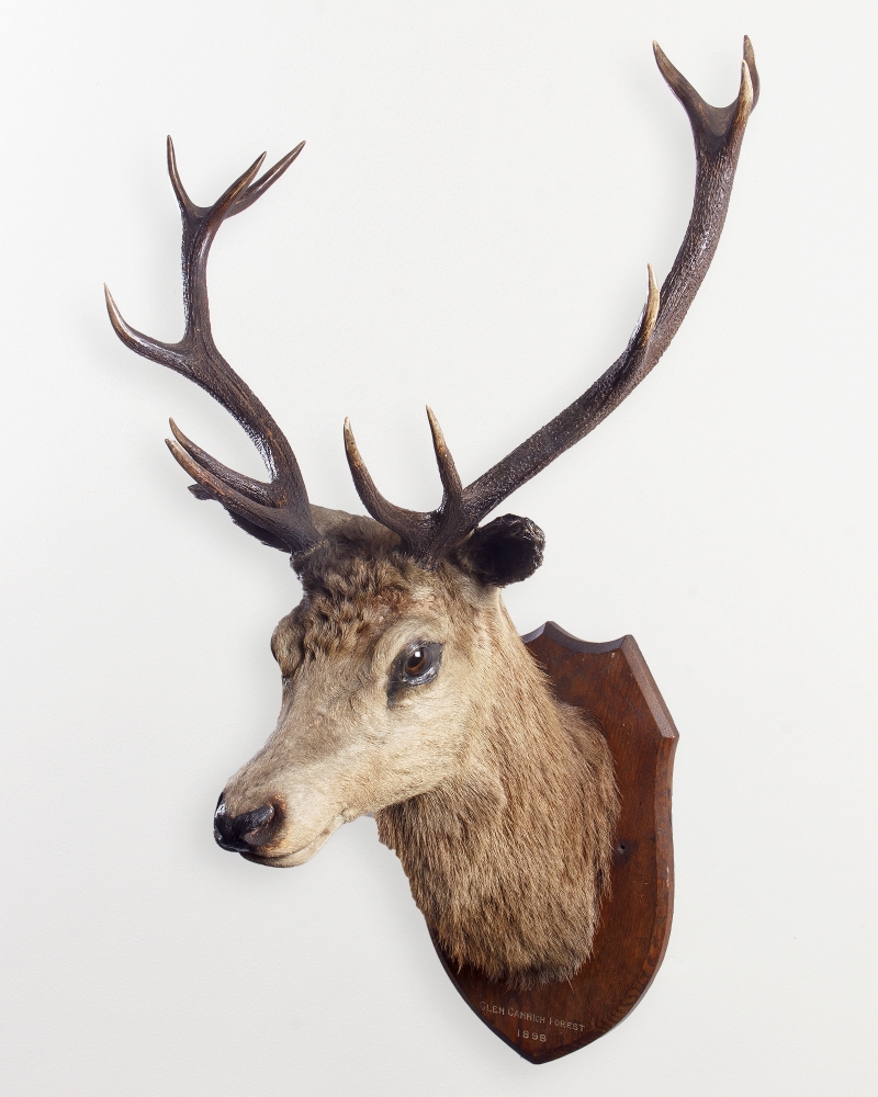 Taxidermy Stags Head