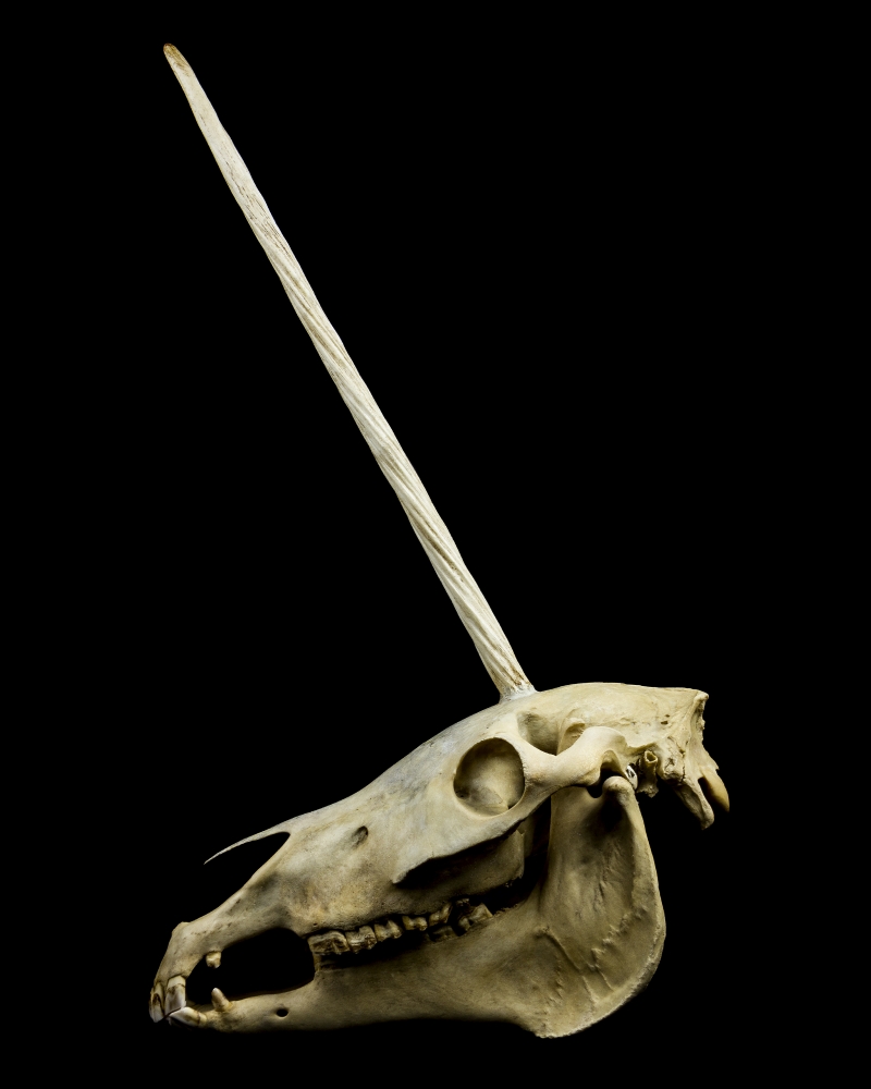 Unicorn skull