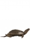 A Victorian specimen of a baby Sea turtle