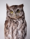 Western screech owl