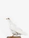 Taxidermy white Doves